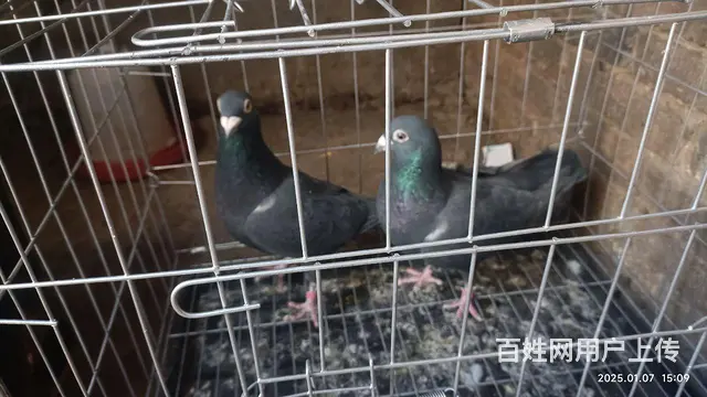 信鸽种鸽  幼鸽要的联系 - 图片 6