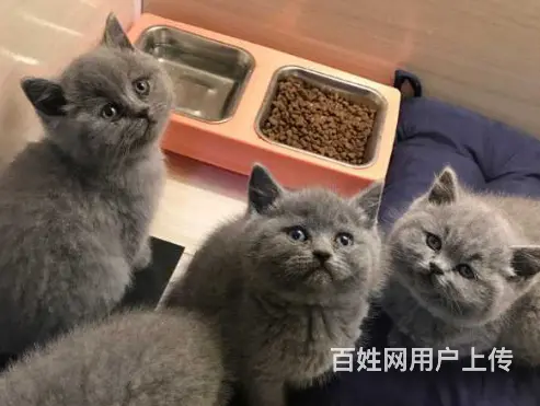 常州哪里出售蓝猫 蓝猫多少钱 蓝猫图片 - 图片 4