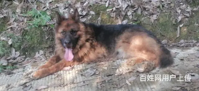 部队军犬，马犬出售 - 图片 1