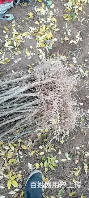 陕西韩城哪里卖无刺大红袍花椒树苗 - 图片 2