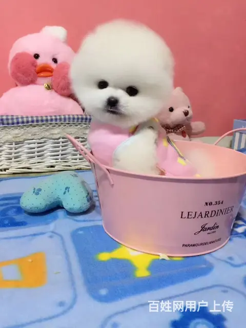 出售纯血系茶杯体的博美犬 保证品质健康 - 图片 2