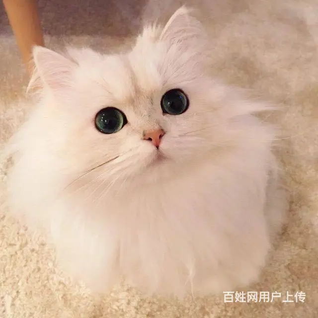 本地繁育纯种金吉拉猫 毛量好 疫苗齐全保证健康的 - 图片 4