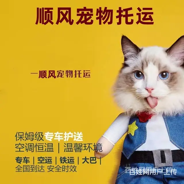 昆明安宁宠物托运（猫狗）活体邮寄快递（2022宠物运输 ） - 图片 3