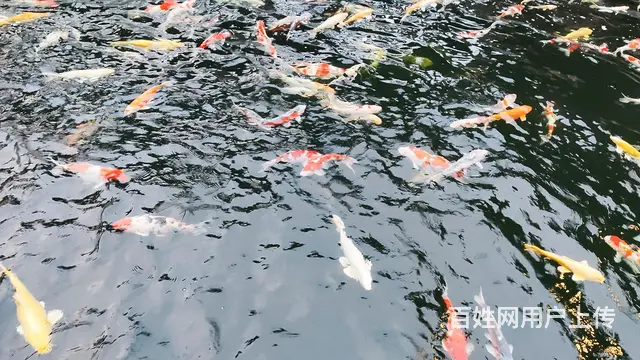 苏州锦鲤鱼金鱼养殖场批发价格多少钱 - 图片 2