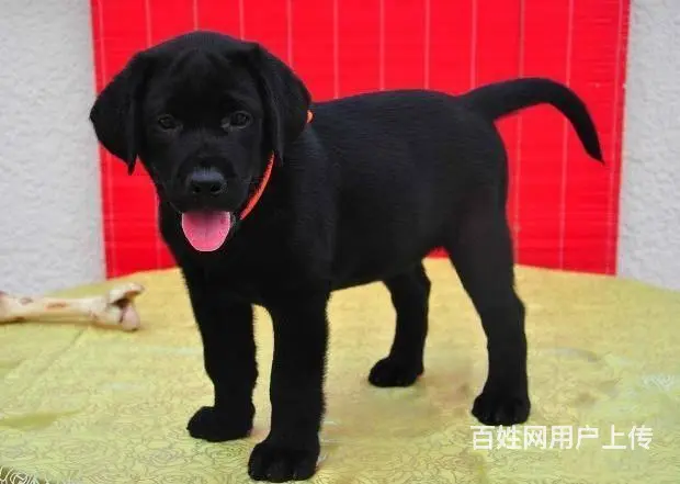 拉布拉多有什么颜色30天包退换签协议 - 图片 7