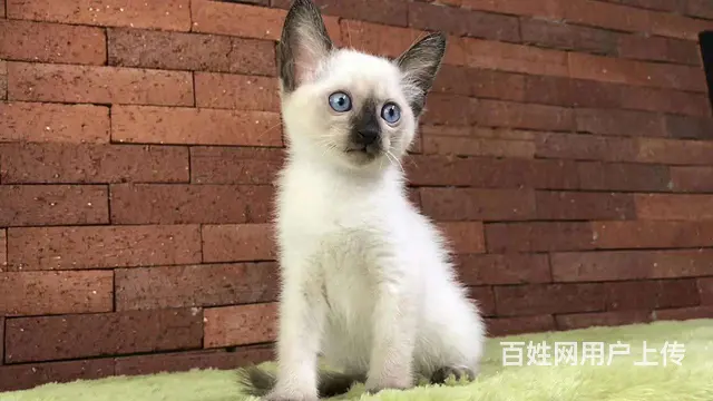 哪里有暹罗猫卖的 纯种健康 暹罗猫有什么习惯 - 图片 4