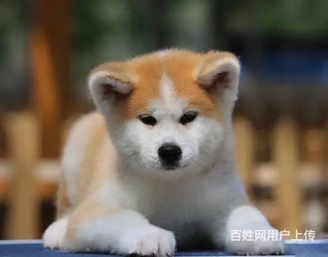 售日本秋田犬 优良日系秋田防疫已做多窝待选 - 图片 2