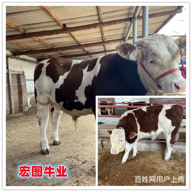 四百多斤 西门塔尔牛犊子 要多少钱一头 - 图片 2