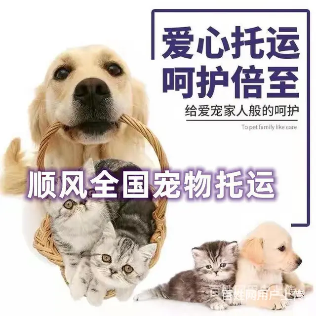 2022湖州宠物托运（猫狗）邮寄快递（宠物活体运输新*闻） - 图片 3