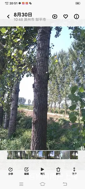 收各种树木，修剪树木 - 图片