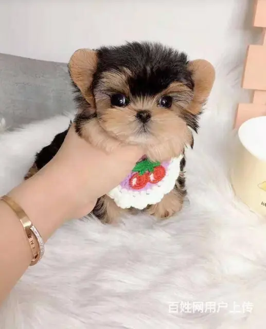 北京 的犬舍出售纯种小体约克夏幼犬 约克夏价格 - 图片 9