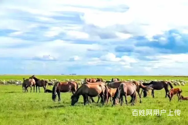 呼伦贝尔根河漠河旅游包车师傅排名常师傅靠谱 - 图片 4