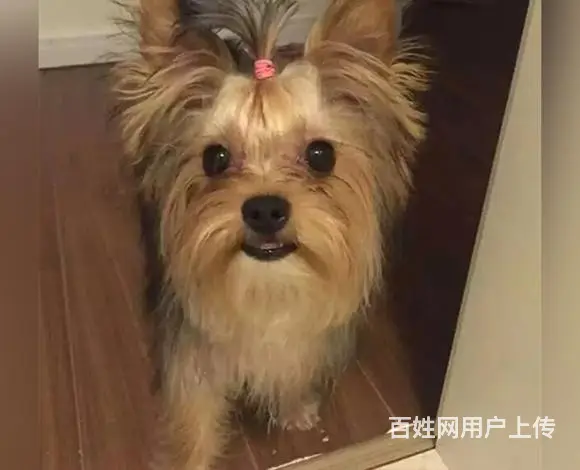宿迁约克夏犬舍基地常年出售纯种约克夏双血约克夏幼犬 - 图片 4