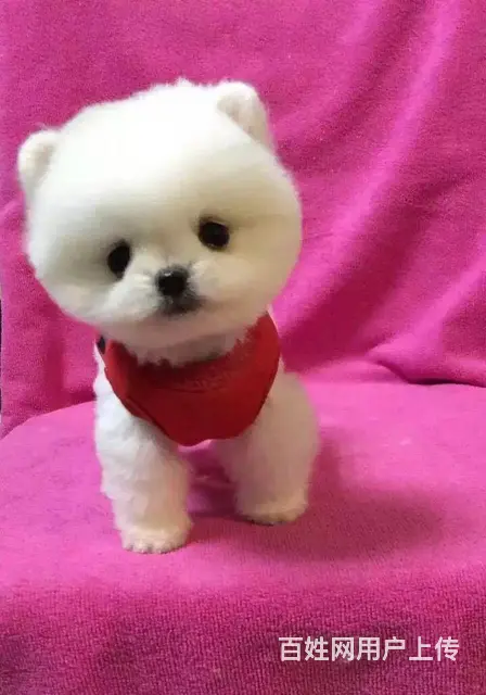 广州博美犬一只多少钱 实体犬舍 自家繁殖保健康 - 图片 1