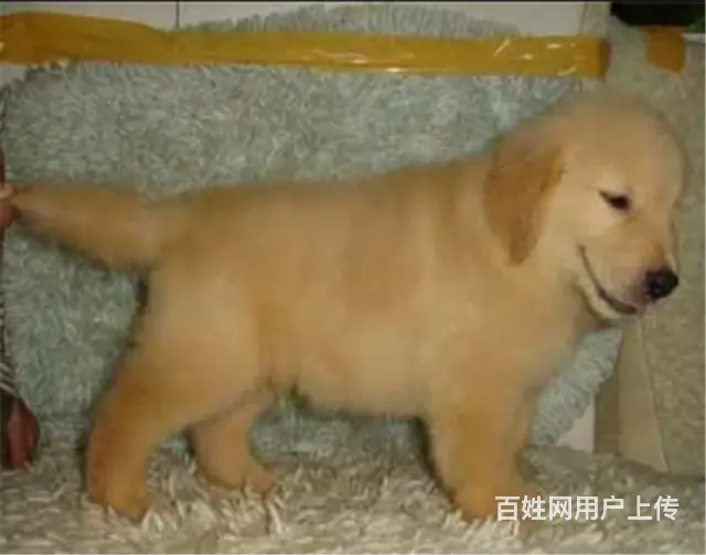 纯种健康金毛幼犬、品种齐全纯正血统 品质有保证 - 图片 5