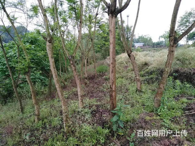 蓝花楹~树木出售 - 图片 2