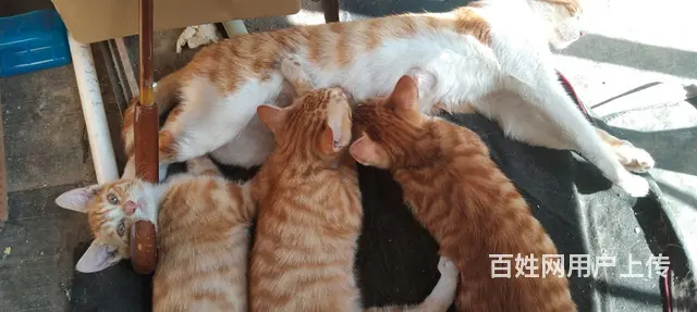 小猫求收养 - 图片