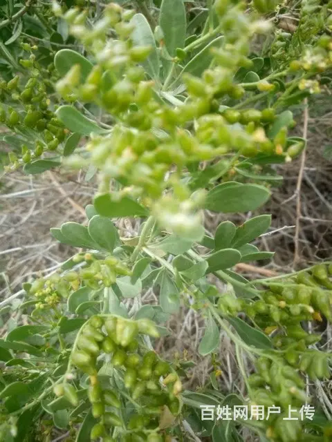 甘肃白刺种植基地 白刺种子种子繁育公司 白刺种子产 - 图片 5
