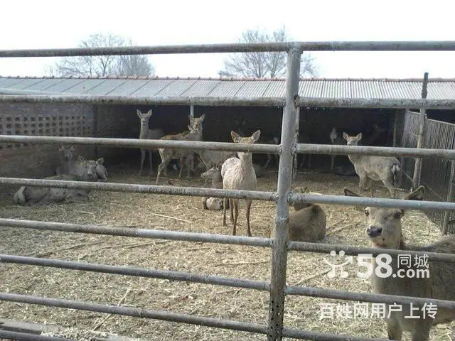 树木卖鹿粪鸡粪 猪粪 黑土 花土 假条茄子秧 - 图片 5