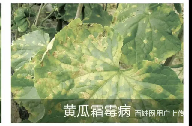 蔬菜果树霜霉病疫病烯酰吗啉氰霜唑杀菌剂 - 图片 1