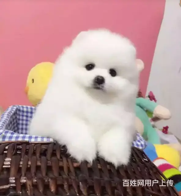 邢台比熊怎么卖 纯种比熊 家养比熊 疫苗齐全 - 图片 10