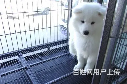 萨摩耶幼犬 纯种澳版萨摩耶多少钱 萨摩耶犬舍 - 图片 2