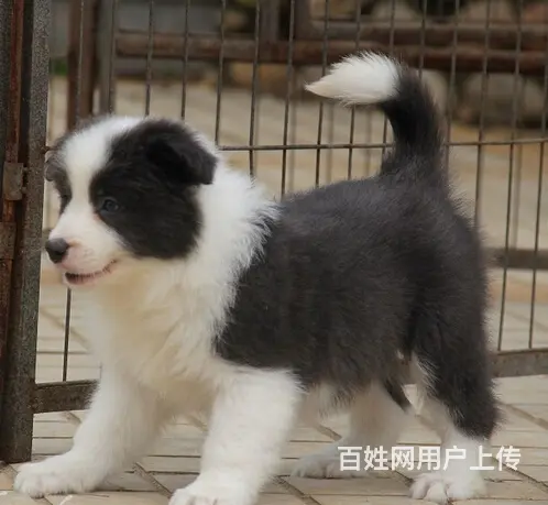 纯种 边境宝宝狗狗中的小诸葛超聪明超懂事保健康 - 图片 6
