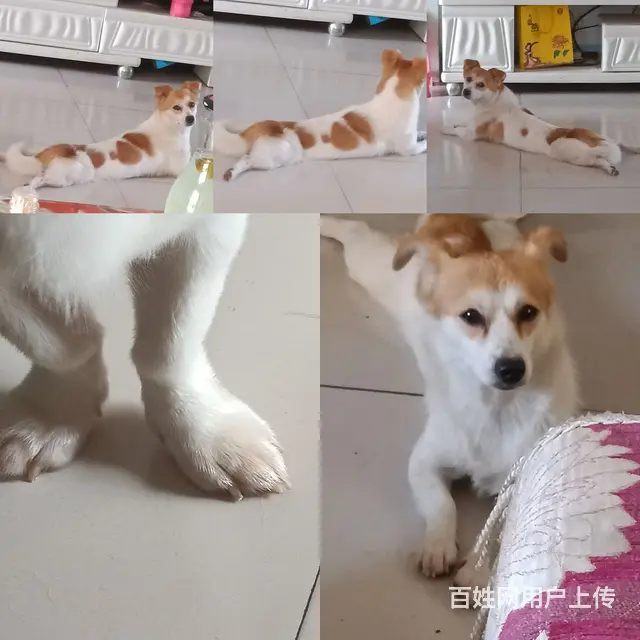 有偿寻狗，有偿寻狗 - 图片 1