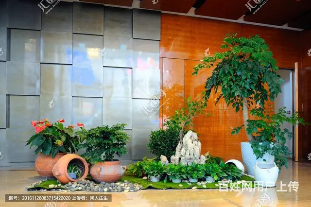开业花篮鲜花绿植出租租赁绿萝发财树金钱树出租蝴蝶兰 - 图片 7