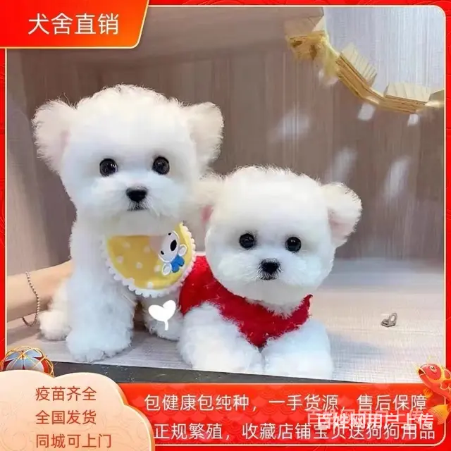 【货到付款】天门比熊多少钱 比熊好养吗 - 图片 1