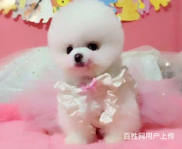 赛级博美 球体博美养殖区 签订售后协议 - 图片 8