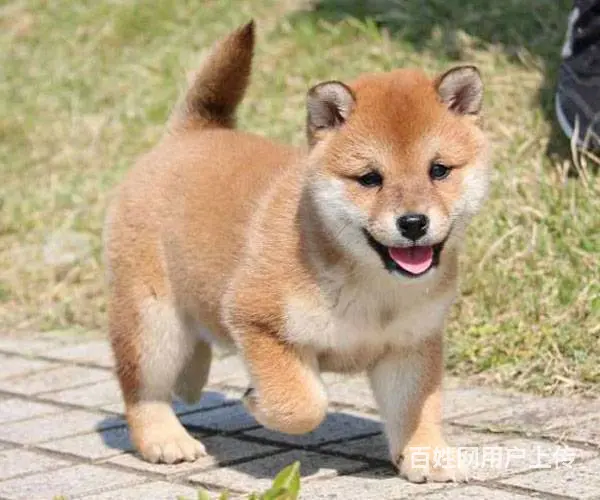 纯种柴犬 柴犬幼犬 柴狗 日本柴犬 柴犬幼犬纯种 - 图片 9