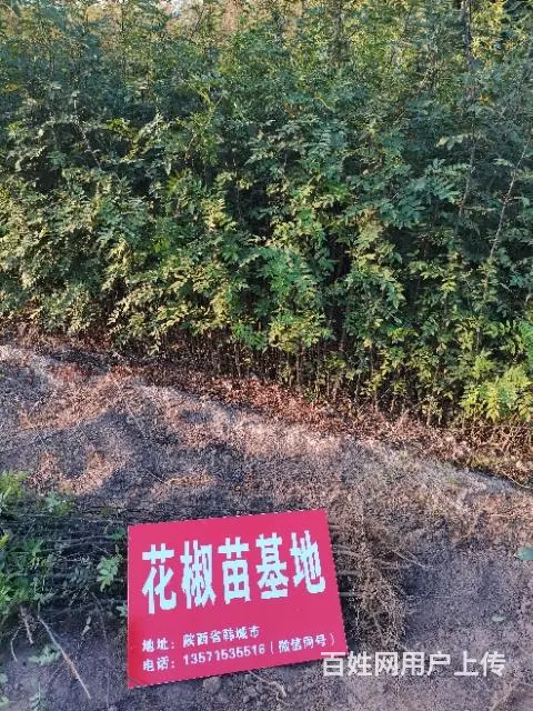 韩城花椒苗基地 韩城大红袍花椒树苗批发 - 图片 3