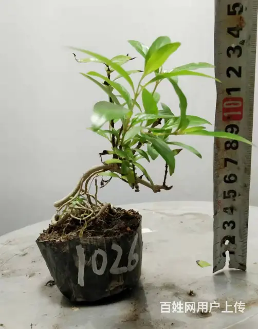湖北大学自考本科毕业生杨世毅先生淘宝盛世鑫毅植物园 - 图片 8