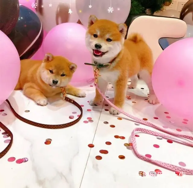 出售纯种日系柴犬,多只可选,签合同包健康三个月 - 图片 4
