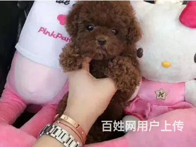 赤峰泰迪多少钱一只 泰迪价格 纯种泰迪 保健康 - 图片 6