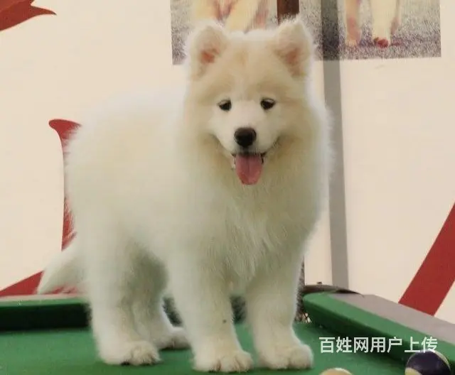 滨州哪里有出售萨摩耶幼犬宝宝 定时做疫苗和驱虫 公 - 图片 6