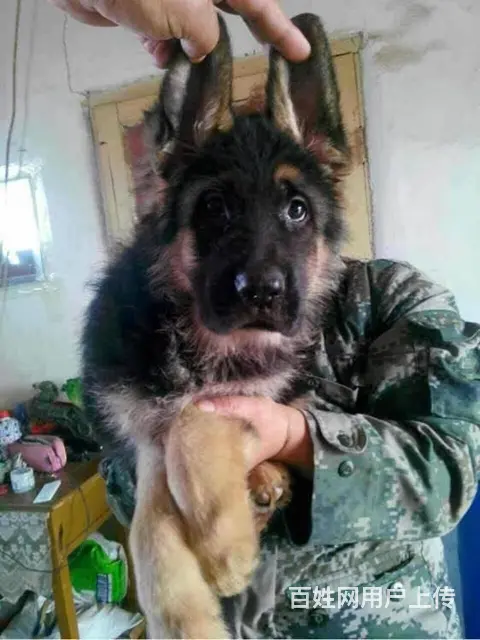 锤系德牧血统 德国牧羊犬 德牧幼犬 签合同保健康 - 图片 5