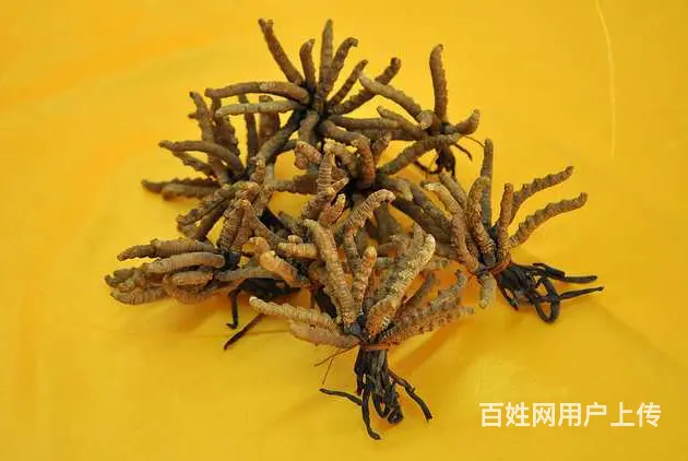 天河回收冬虫夏草天河回收青海玉树冬虫夏草 - 图片 3