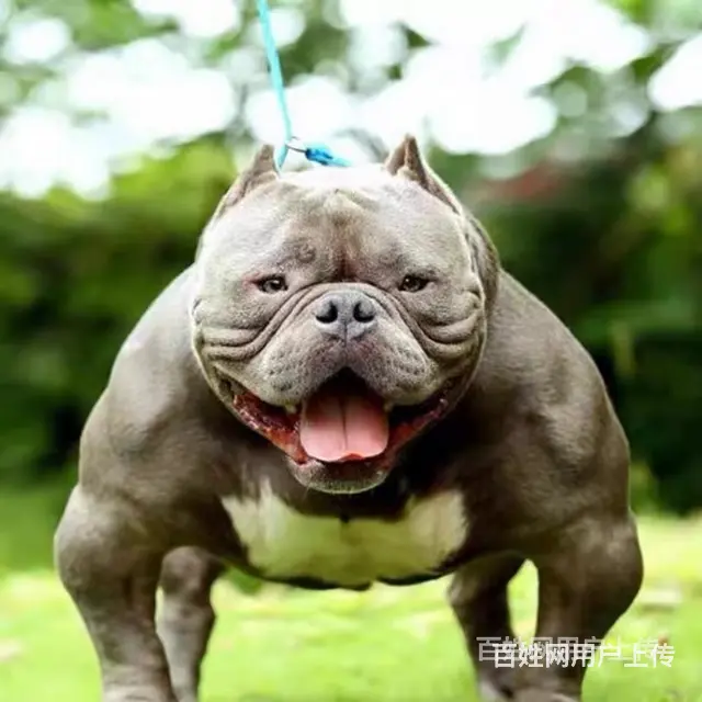 【货到付款犬舍】宿迁恶霸犬多少钱 恶霸犬好养吗图 - 图片 2