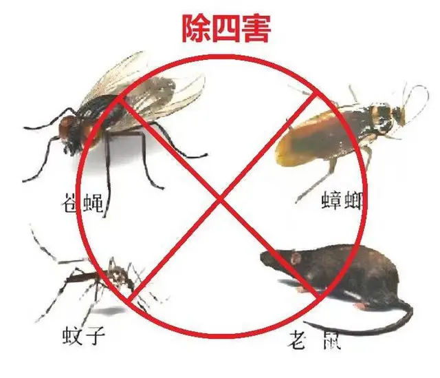 专业四害消杀除蟑螂除蚂蚁除老鼠除百虫 根除干净 - 图片 11