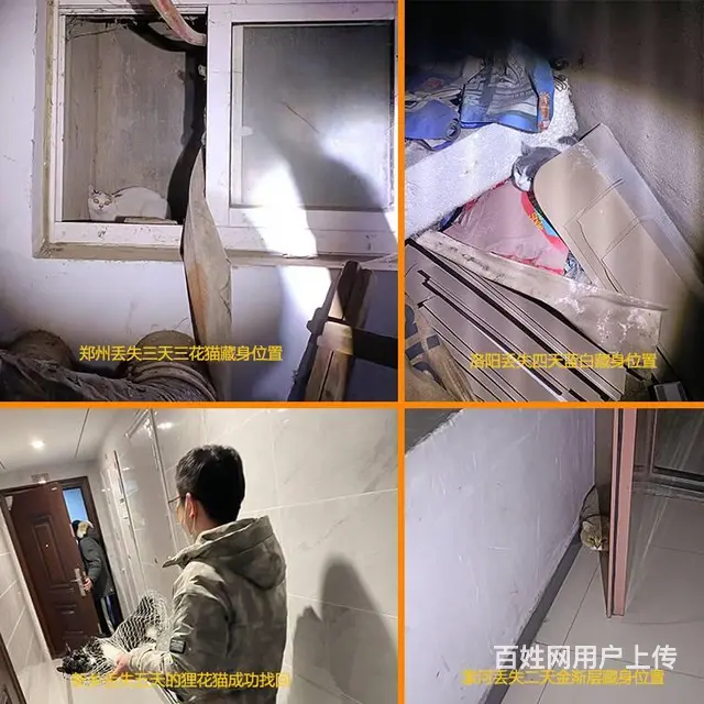 猫咪走丢有什么方法可以找回找猫团队真的能找到吗 - 图片 1