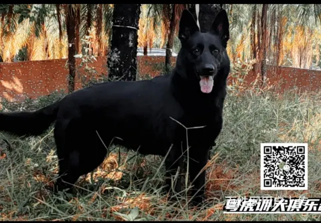 广州粤虎训犬基地宠物狗狗训练学校 - 图片