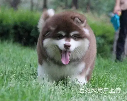 出售赛级高端品质阿拉斯加幼犬 百分百包纯包健康 - 图片 5