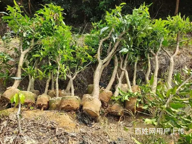 专业供应各种芒果树苗以及其他水果树苗 - 图片 7