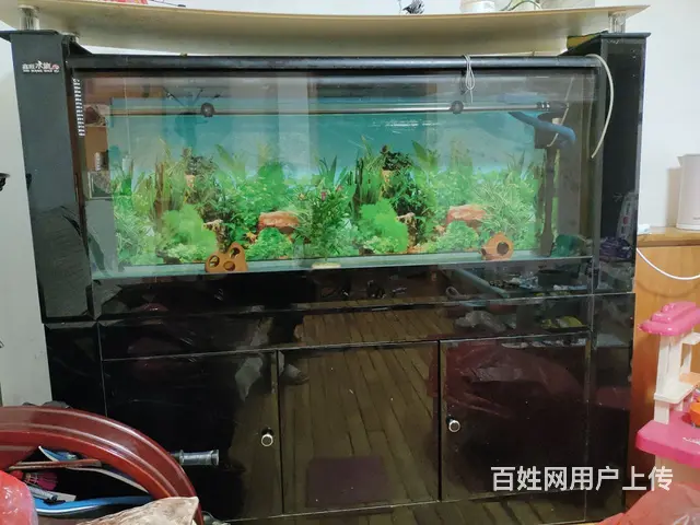鱼缸 - 图片 1