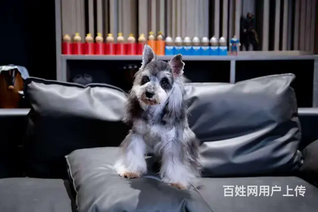 雪纳瑞借配 - 图片 4