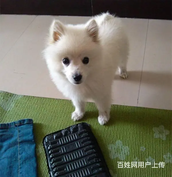 北京哪里有卖银狐犬 日本银狐好养吗 - 图片 4