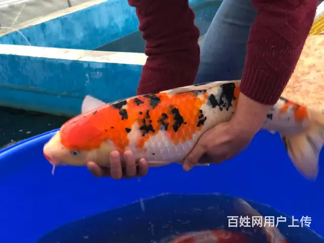 苏州渔乐日本锦鲤养殖场 - 图片 3