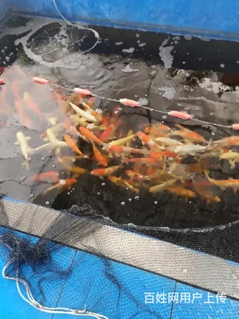 苏州锦鲤养殖场常年出售各类中高档优质锦鲤鱼 - 图片 7